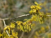 English Oak (Quercus robur)