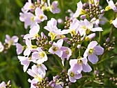 Cuckoo Flower (Cardamine pratensis)