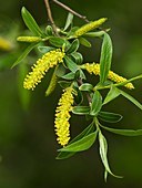 White Willow (Salix alba)