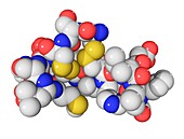 Endothelin-1 molecule