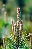 Dwarf pine (Pinus mugo)