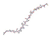 Calcitonin hormone molecule