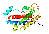 Somatotrophin hormone molecule