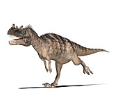 Ceratosaurus dinosaur,computer artwork