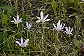 Autumn crocus (Colchicum alpinum)