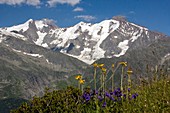 Arnica montana and Mont Blanc