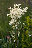 Dropwort (Filipendula vulgaris)