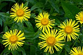 Irish Fleabane (Inula salicina)