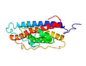 Prolactin hormone molecule