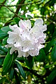 Rhododendron 'Delicatissimum'