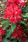 Rhododendron 'Feuershein'