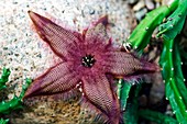 Starfish flower (Stapelia somonensis)