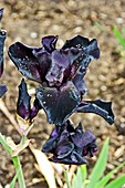 Iris germanica 'Before the Strom'