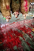 Islamic ritual slaughter