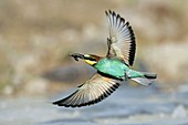Bee-eater in flight