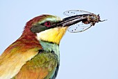 Bee-eater