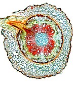 Kidney bean root,light micrograph