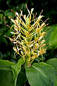 Kahili Ginger (Hedychium gardnerianum)