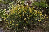 Black broom (Lembotropis nigricans)