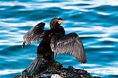 Crowned cormorant stretching its wings