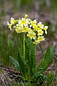 Oxlip (Primula elatior)