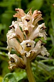 Orobanche caryophyllacea