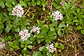 Dwarf Valerian (Valeriana supina)