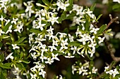 Alpine mezereon (Daphne alpina)