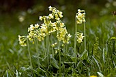 Oxlips (Primula elatior)