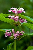 Balm-leaved Archangel (Lamium orvala)