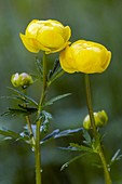 Globe flowers (Trollius europaeus)