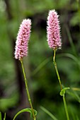 Bistort (Polygonum bistorta)