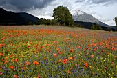 Cornfield meadow in France