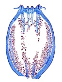 Poppy fruit,light micrograph