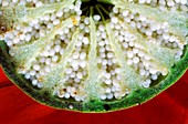 Poppy fruit,macrophotograph