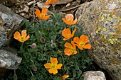 Pyrenean poppy (Papaver lapeyrousianum)