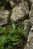 Rock Valerian (Valeriana saxatilis)