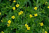 Tormentil (Potentilla erecta)