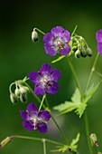 Dusky Cranesbill (Geranium phaeum)