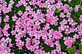 Moss Campion (Silene acaulis)