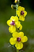 Moth Mullein (Verbascum blattaria)