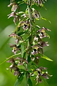 Epipactis helleborine