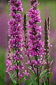 Purple Loosestrife (Lythrum salicaria)