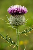 Woolly Thistle (Cirsium eriophorum)