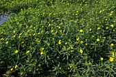 Ludwigia uruguayensis invading a river