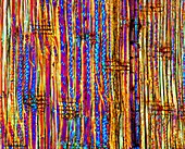 Pine wood structure,light micrograph