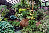 Mixed plants in a greenhouse