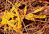 Slime mould (Leocarpus fragilis)