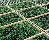 Seedlings in a greenhouse