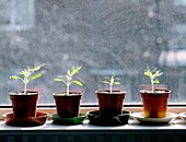 Tomato plants growing in a growbag